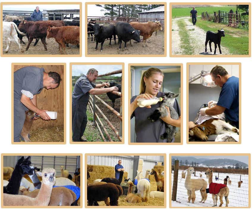 Large Animal Care Chillicothe, OH | Horses - Cattle - Equine