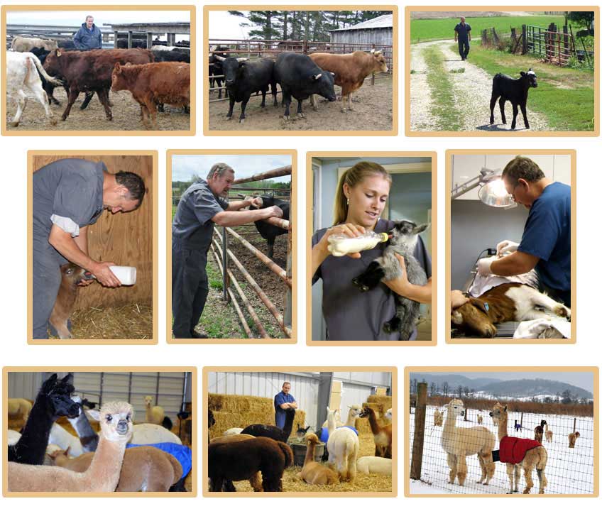 Large Animal Care Chillicothe, OH | Horses - Cattle - Equine Large Animal Care Chillicothe, OH | Horses - Cattle - Equine