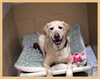 Boarding Services at Tharp Animal Hospital