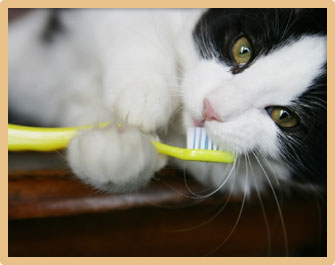 Home Dental Care for Pets