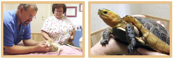 Exotic Pet Care Chillicothe, OH | Tharp Animal Health Care Center Exotic Pet Care Chillicothe, OH | Tharp Animal Health Care Center