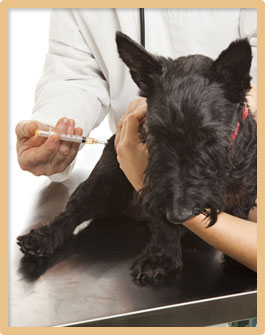 pet vaccinations in Chillicothe OH