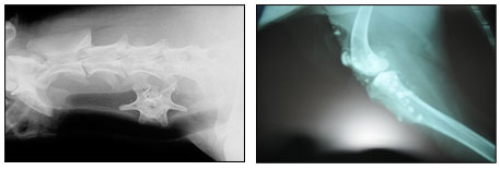 X-Rays